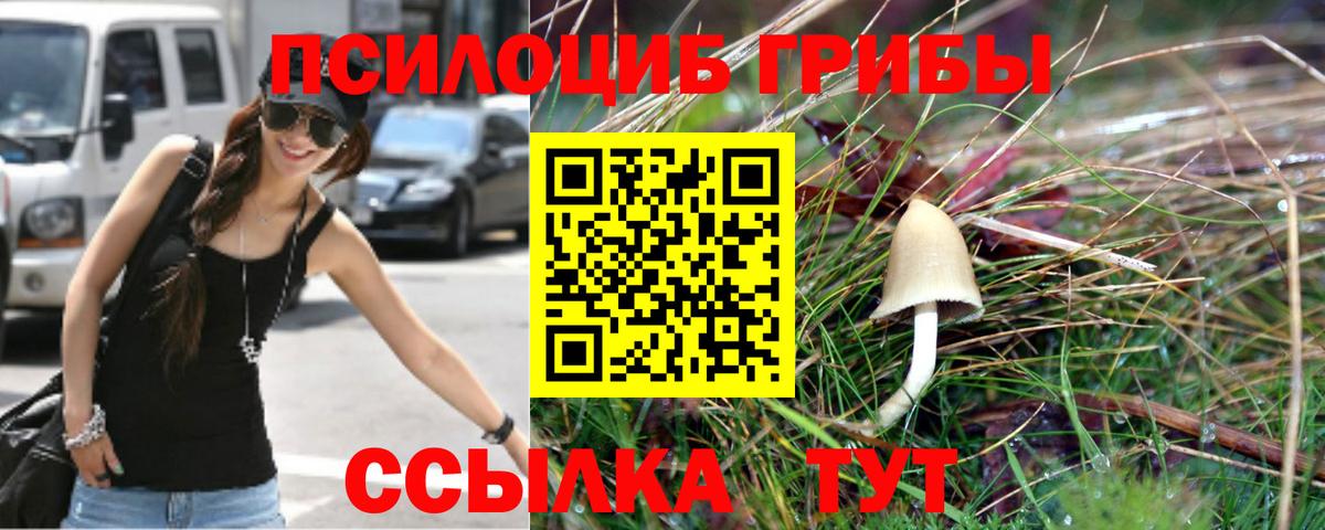 Галлюциногенные грибы Psilocybe Полысаево
